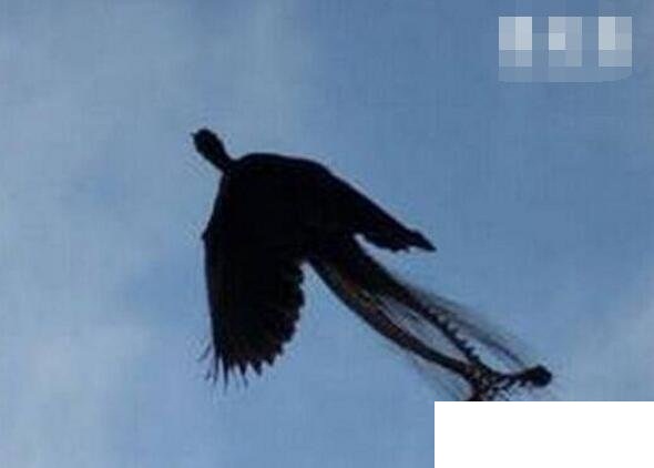衛(wèi)星拍到的真龍鳳凰